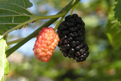 میوه بهاری که یک سم زدای واقعی است