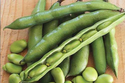 خواص باقلا، خوراکی دلچسب بهاری