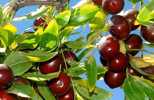 خواص دارویی عناب