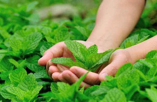 خواص نعناع | فواید و مضرات نعناع