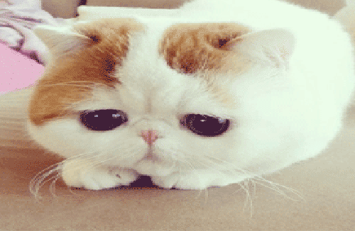 حیوانات به چه زبانی حرف میزنند؟