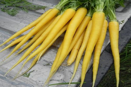 با قدرت بی نهایت هویج زرد آشنا شوید