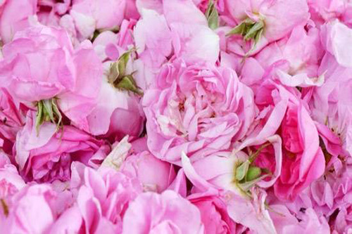 عفونت تنفسی را با این گل از بین ببرید