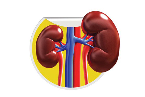 با این عادت‌ها به کلیه‌هایتان آسیب می‌زنید