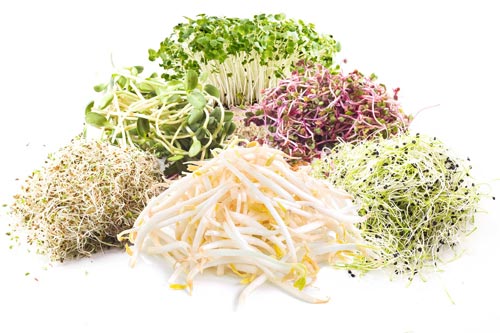 جوانه ای که می تواند به خوبی جایگزین گوشت شود